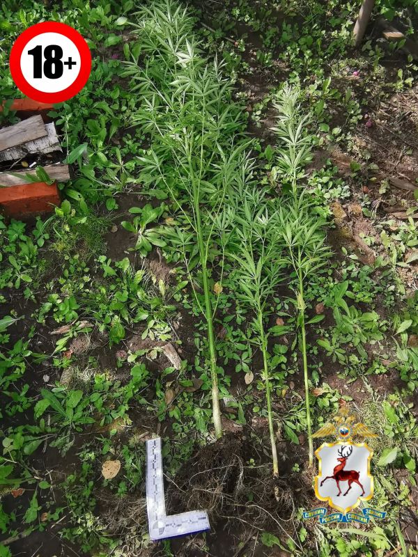В Ветлуге полицейские выявили факт незаконного хранения частей наркосодержащего растения