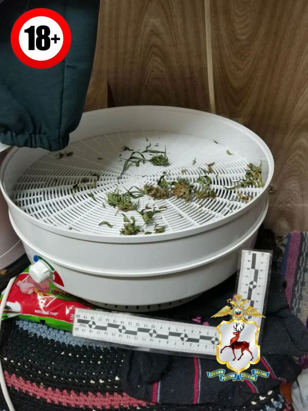В Ветлуге полицейские выявили факт незаконного хранения частей наркосодержащего растения В Ветлуге полицейские выявили факт незаконного хранения частей наркосодержащего растения