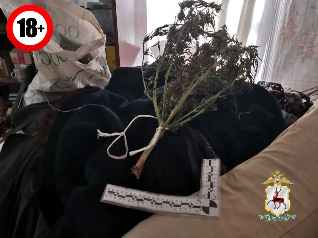 В Ветлуге полицейские выявили факт незаконного хранения частей наркосодержащего растения В Ветлуге полицейские выявили факт незаконного хранения частей наркосодержащего растения