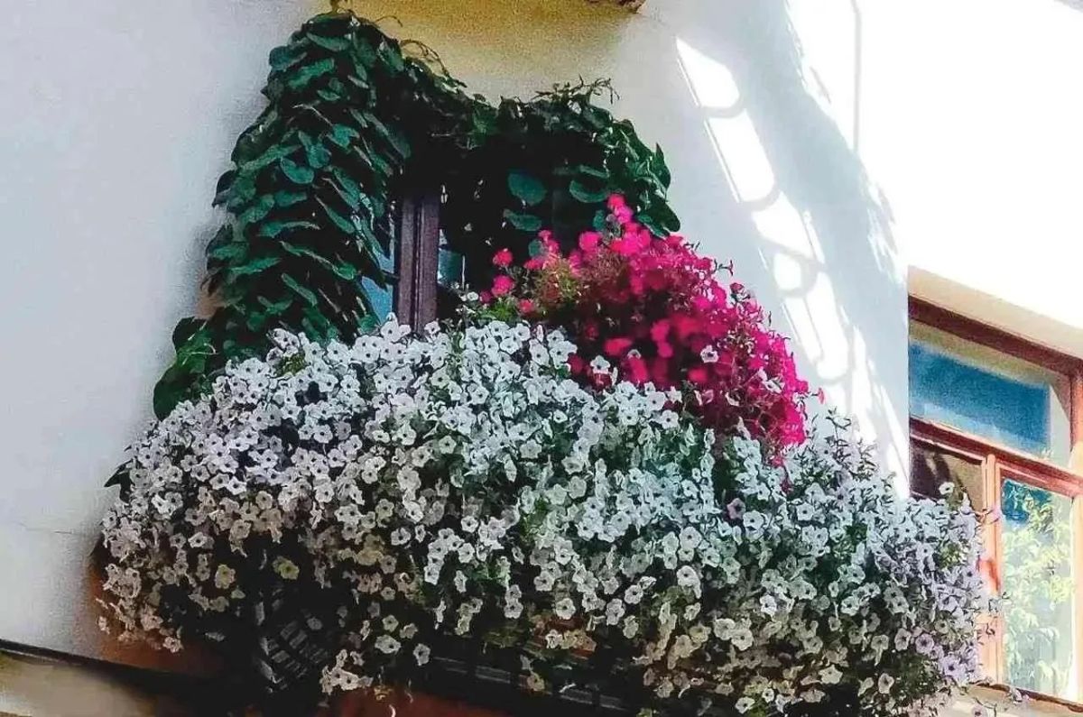 Красота, рождённая в любви: история одного балкона Красота, рождённая в любви: история одного балкона