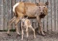 Бэби-бум в нижегородском зоопарке «Лимпопо» — там за месяц здесь появились сразу шесть птенцов у трех пар редких птиц