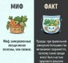 Миф или факт?. «Замороженные овощи почти бесполезны - в них нет витаминов»