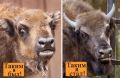 Посмотрите как вырос малыш-зубренок из нижегородского зоопарка