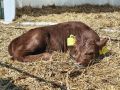 Красную горбатовскую породу коров планируется возродить в Нижегородской области