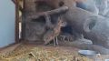 У парочки патагонских мар из Бахчисарайского парка миниатюр пополнение