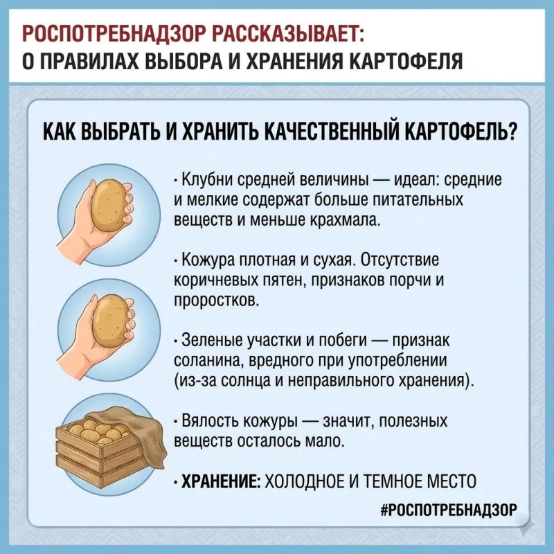 Как выбрать и правильно хранить картофель?