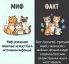 Миф или факт?. «Домашние животные не могут быть источником инфекций»