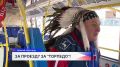 Нижегородский общественный транспорт теперь живёт в ритме хоккея!