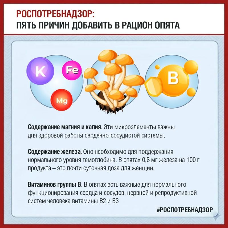 Пять причин добавить в рацион опята Пять причин добавить в рацион опята