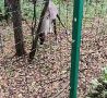 Северный олень Прохор пошел в атаку на деревья и крупные ветки в Керженском заповеднике