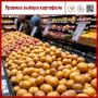 Роспотребнадзор: как выбрать и хранить картошку