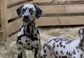 Пять мертвых и 13 живых, но истощенных далматинцев нашли в квартире бывшей заводчицы в Дзержинске
