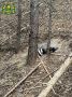 В Воротынском округе охотинспектор спас барсука, попавшего в капкан