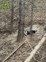 Только посмотрите на этого бедолагу — в Воротынском районе барсук попал лапой в капкан
