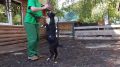 Смотрите, какие трюки выучила камерунская козочка Оливка из нижегородского зоопарка