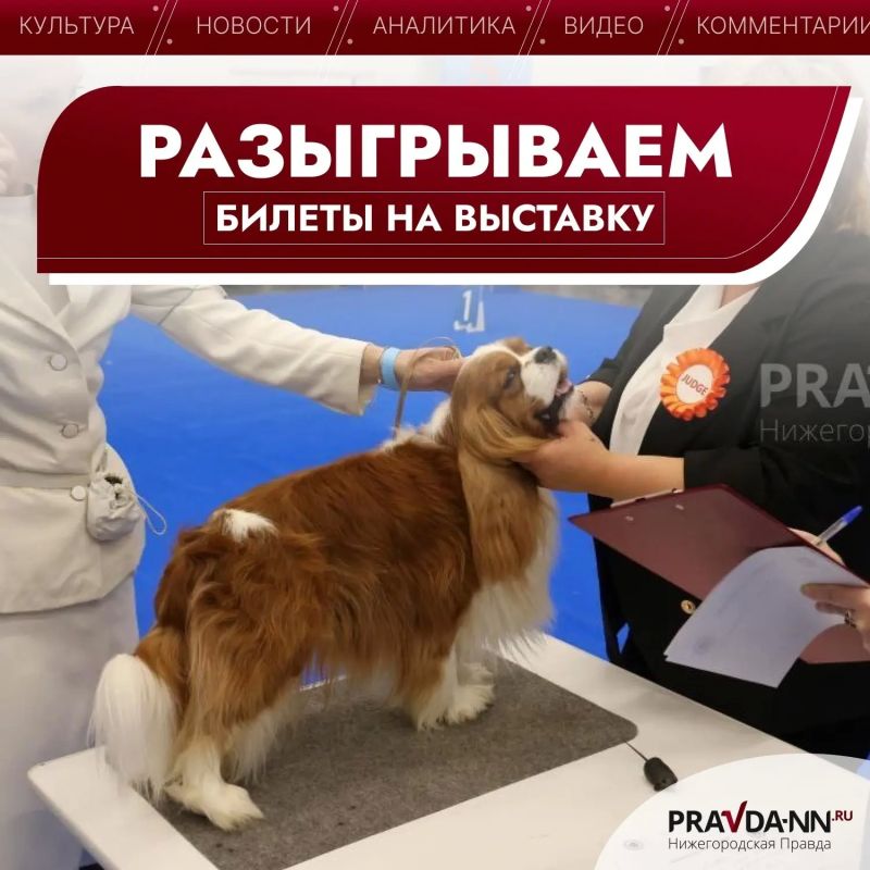 Кошки, собаки или лисы? На «Зоомире» будут все!