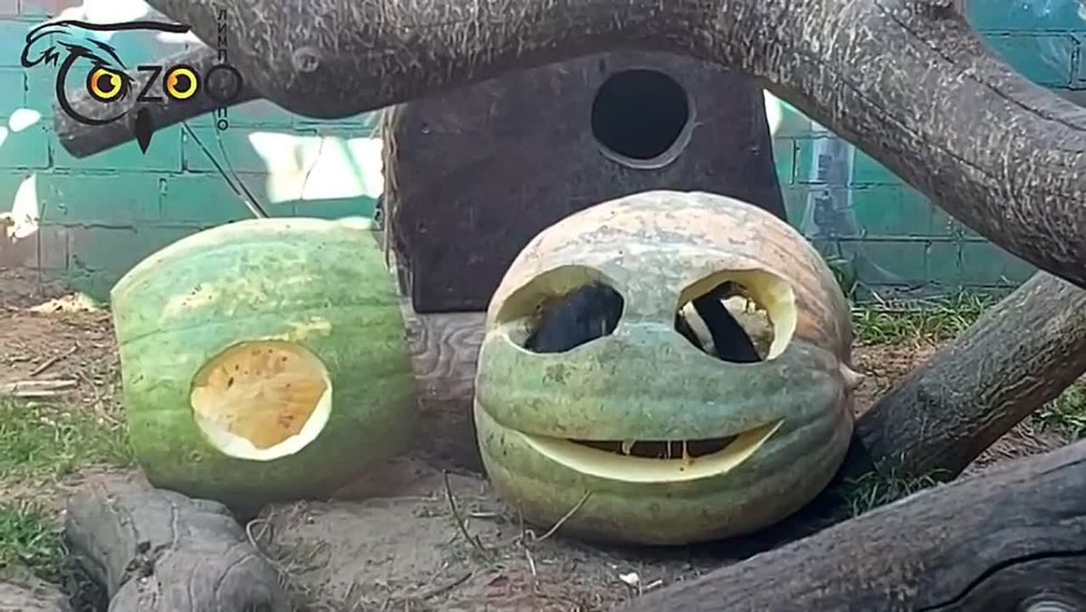 И поели, и поиграли: харзы из нижегородского зоопарка с удовольствием тестируют подаренные тыквы