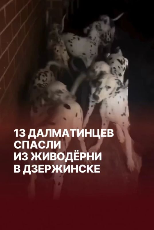 Уголовное дело возбудили в Дзержинске против заводчицы далматинцев, которая устроила в своей квартире живодёрню