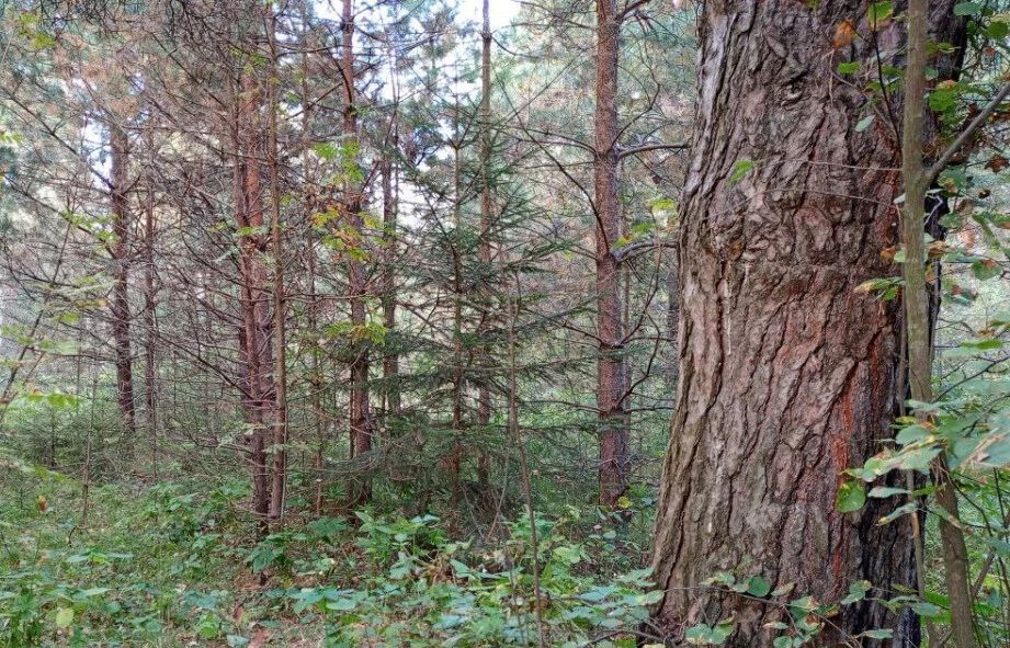 Нижегородская область в 2026 году создаст новые леса на площади 334 гектара