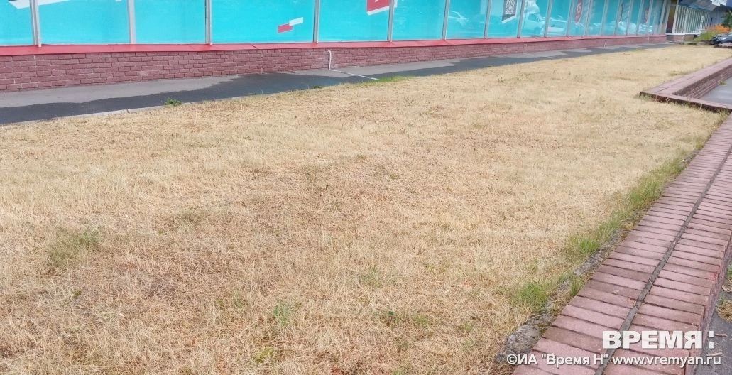 Цифра дня -15 тысяч. Более 15 тысяч квадратных метров газона восстановлено в Нижнем Новгороде Глава администрации Александр Нагин совместно с представителем подрядной организации Сергеем Негановым проверил ход работ на...