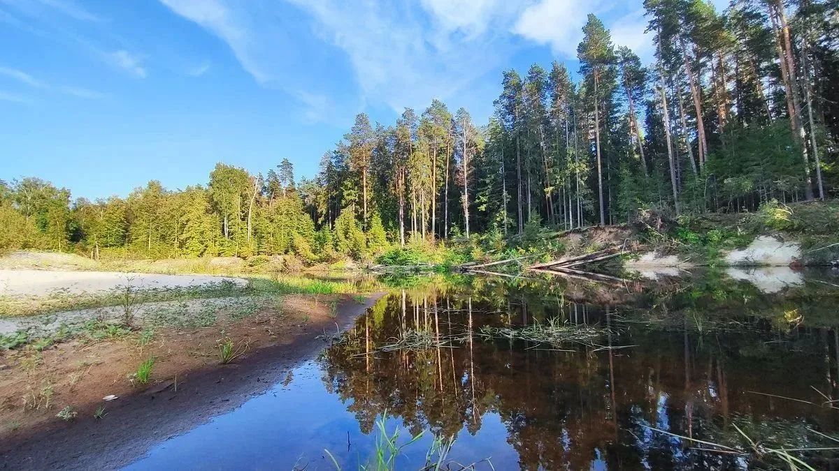 Родственница папируса появилась в Керженском заповеднике Родственница папируса появилась в Керженском заповеднике