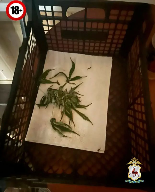 Сотрудники регионального УКОН пресекли покушение на незаконный сбыт растительного наркотика Сотрудники регионального УКОН пресекли покушение на незаконный сбыт растительного наркотика