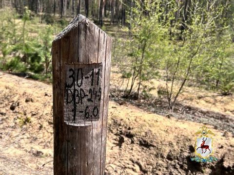 Мошенническую схему с хищением льготного леса раскрыли в Нижегородской области Мошенническую схему с хищением льготного леса раскрыли в Нижегородской области