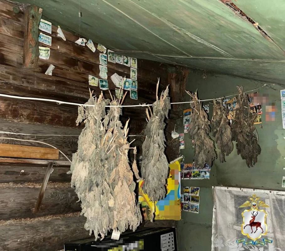В Нижегородской области наркоаграрию вынесен приговор за выращивание конопли и хранение оружия В Нижегородской области наркоаграрию вынесен приговор за выращивание конопли и хранение оружия