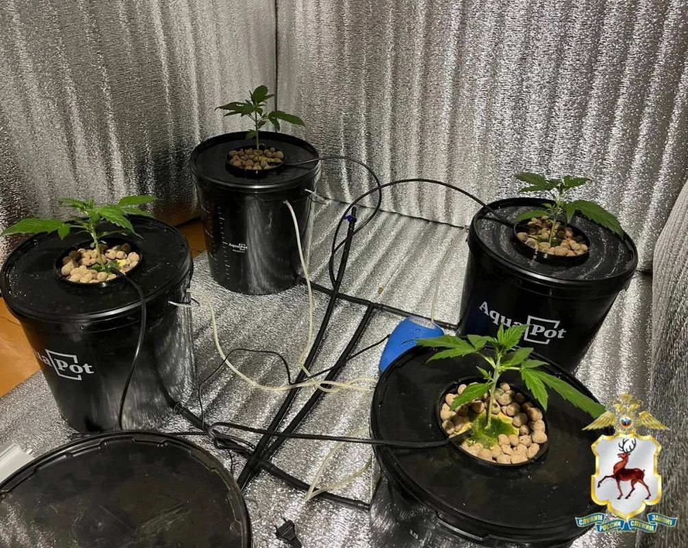 В Нижегородской области наркоаграрию вынесен приговор за выращивание конопли и хранение оружия В Нижегородской области наркоаграрию вынесен приговор за выращивание конопли и хранение оружия