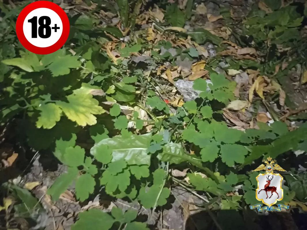 Нижегородские полицейские пресекли попытку сбыта синтетического наркотика Нижегородские полицейские пресекли попытку сбыта синтетического наркотика