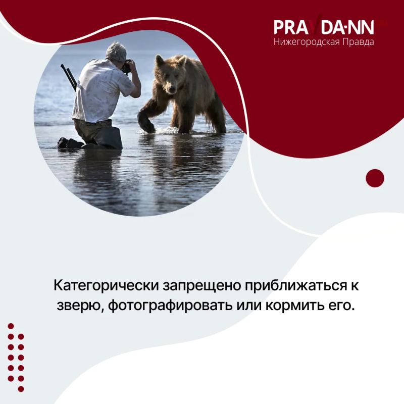 Осторожно, медведи — в Шахунском округе зафиксировали уже несколько случаев выхода косолапых к людям Осторожно, медведи — в Шахунском округе зафиксировали уже несколько случаев выхода косолапых к людям