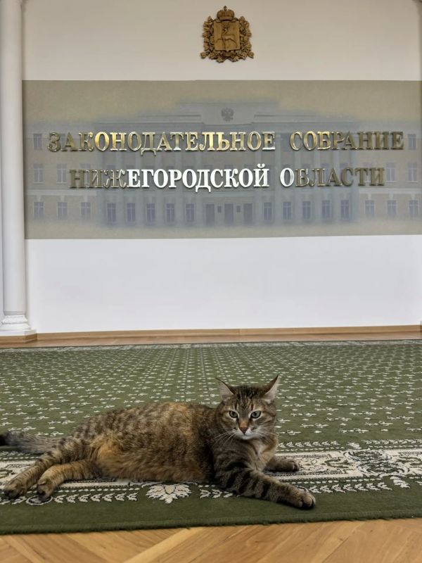 Пока депутаты избирали председателей комитетов, наша парламентская кошка Маруся-Арсения занимала стратегическую позицию на «буквах»