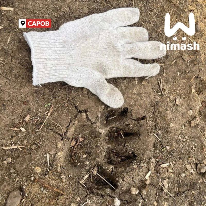 Власти Сарова попросили людей не посещать некоторые места у города из-за медведей
