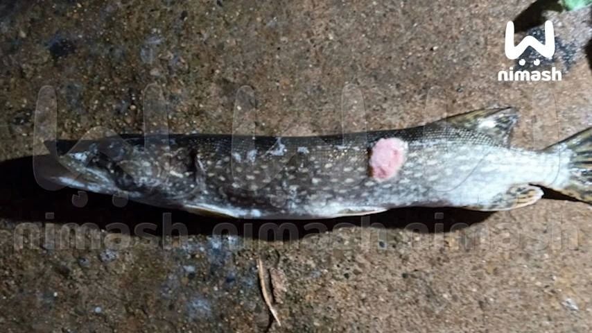 Щучья чума распространяется в водоёмах Нижегородской области