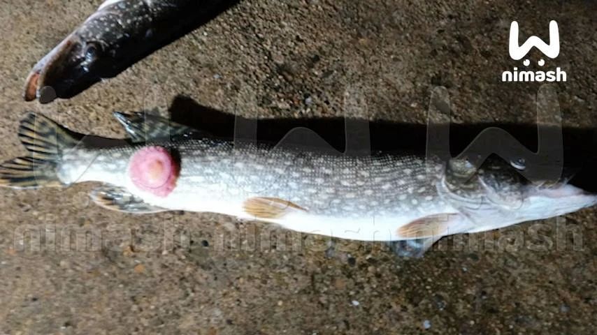 Щучья чума распространяется в водоёмах Нижегородской области Щучья чума распространяется в водоёмах Нижегородской области