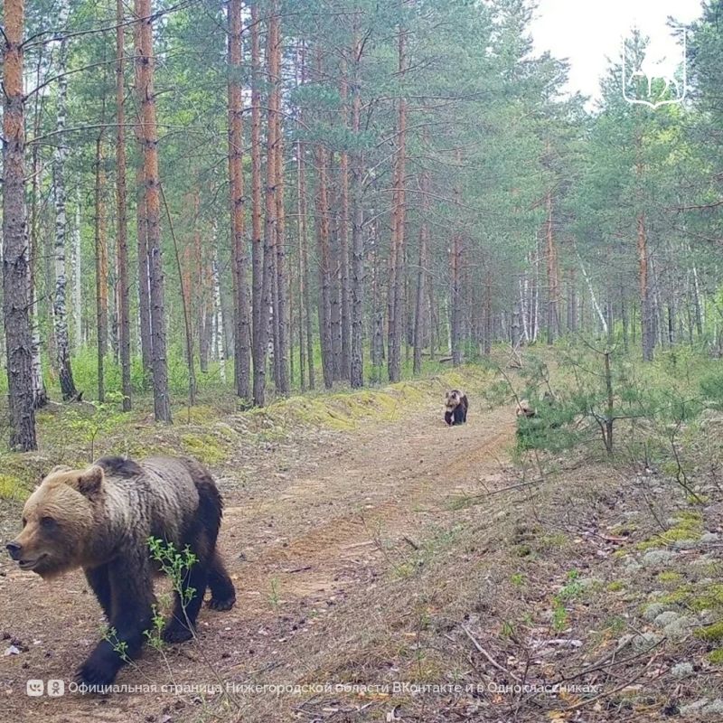 14 октября профессиональный праздник у работников заповедного дела! 14 октября профессиональный праздник у работников заповедного дела!