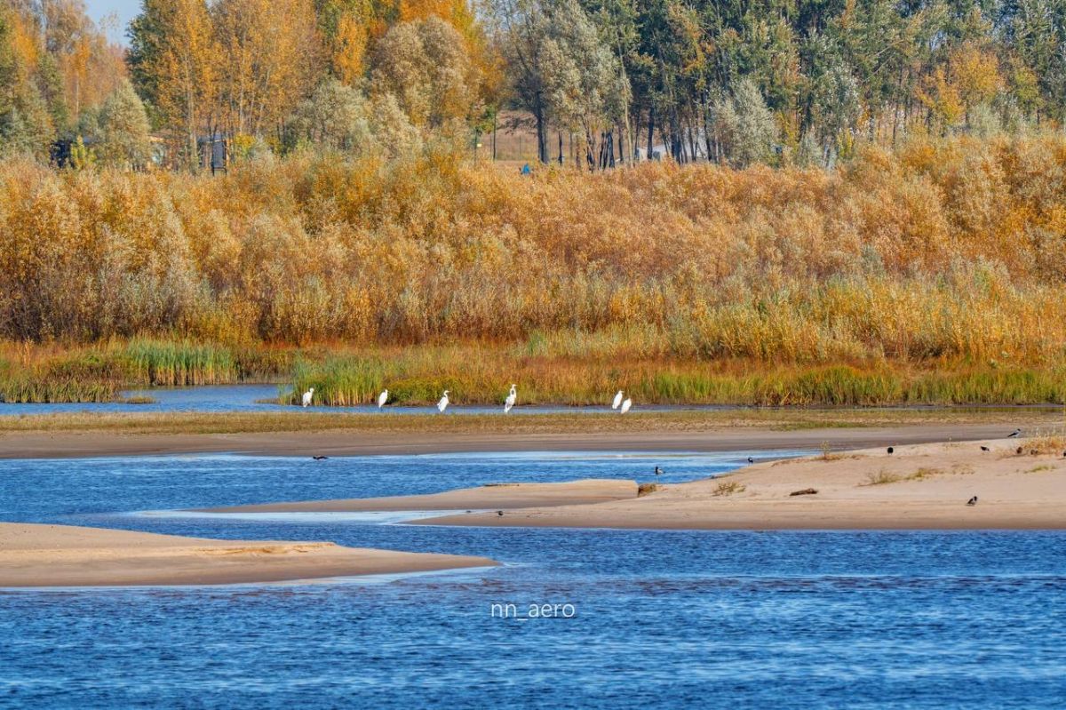Большие белые цапли замечены на берегу Волги в Нижнем Новгороде Большие белые цапли замечены на берегу Волги в Нижнем Новгороде