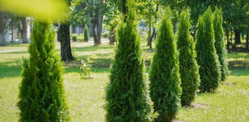 Горячая линия по вопросам компенсационного озеленения Нижнего Новгорода пройдет 23 октября 23 октября 2026 года с 10.00 до 11.00