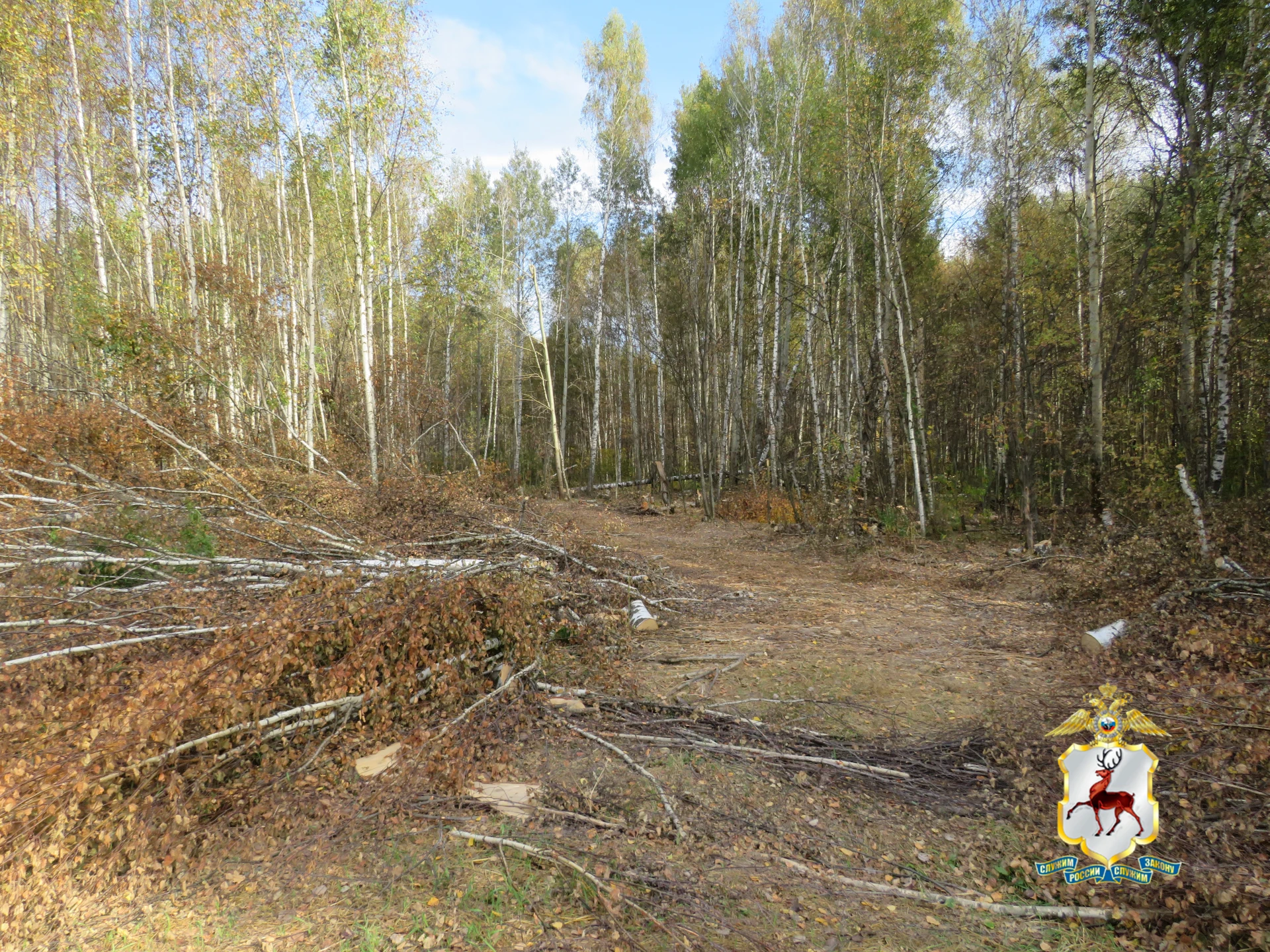 В Нижегородской области округе полицейские установили подозреваемого в незаконной вырубке берёзовой рощи