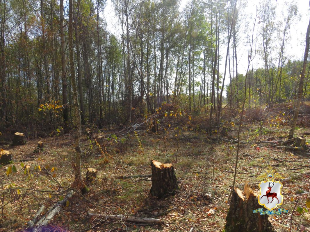 В Нижегородской области округе полицейские установили подозреваемого в незаконной вырубке берёзовой рощи В Нижегородской области округе полицейские установили подозреваемого в незаконной вырубке берёзовой рощи