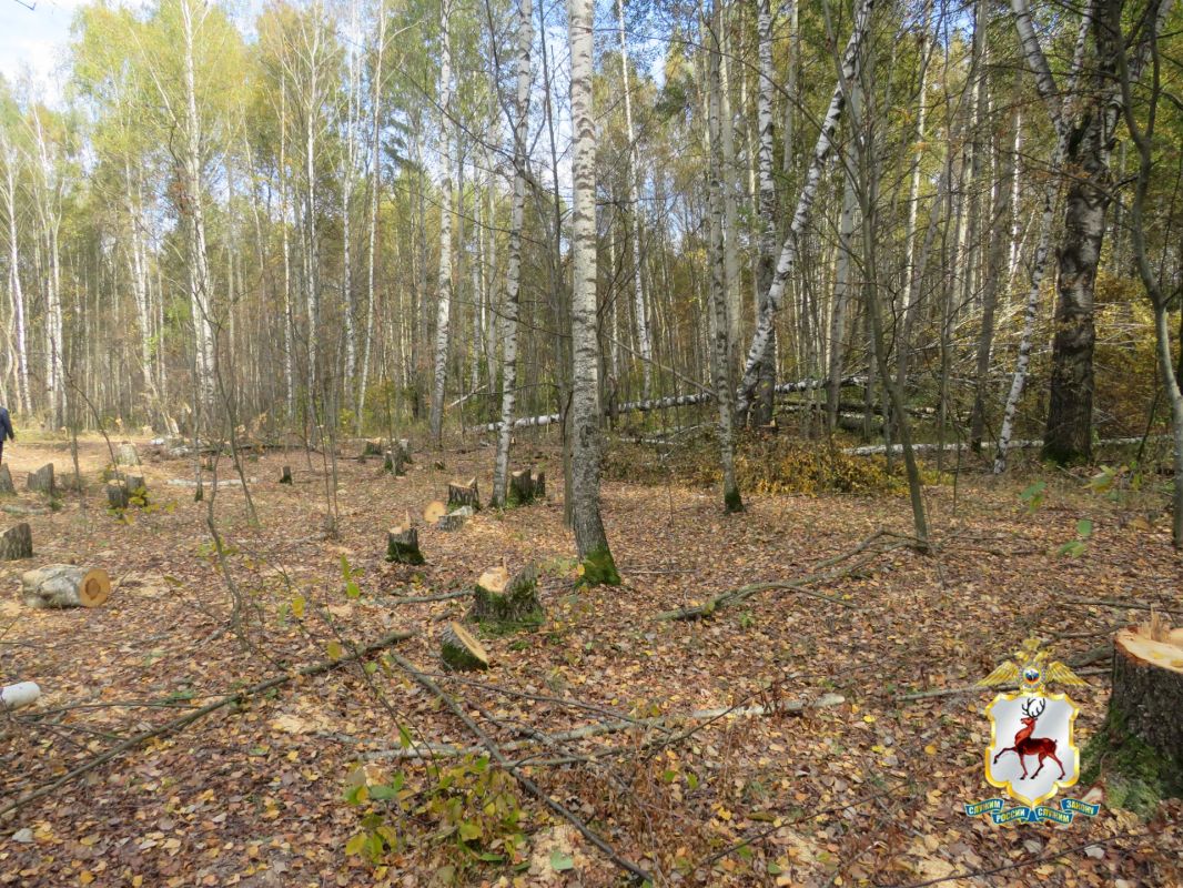 В Нижегородской области округе полицейские установили подозреваемого в незаконной вырубке берёзовой рощи В Нижегородской области округе полицейские установили подозреваемого в незаконной вырубке берёзовой рощи