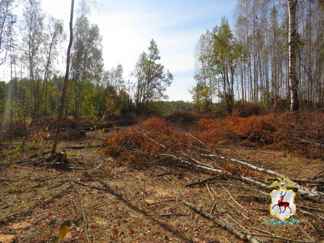 В Нижегородской области округе полицейские установили подозреваемого в незаконной вырубке берёзовой рощи В Нижегородской области округе полицейские установили подозреваемого в незаконной вырубке берёзовой рощи
